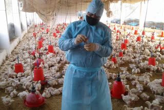 Poultry Farm Inspection