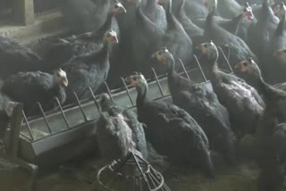 Cadred issued a bird flu alert