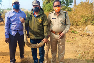 python caught a net in meghavaram srikakulam district