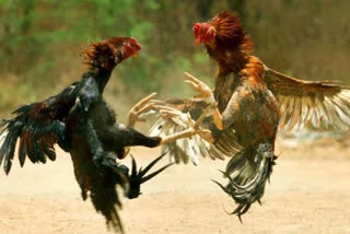 arrangments-for-cock-fight-in-east-west-godavari-districts