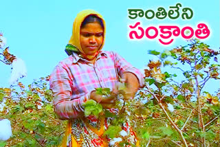 no sankranthi effect in adilabad farmers