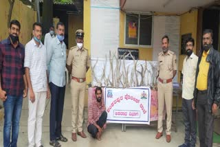 sankarapura police arrested the accused who Attempt to sell deer horn