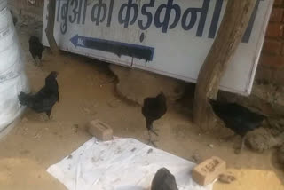 Bird flu confirmed in MP special Karkanath chickens