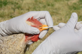 Delhi govt puts teachers on duty to check bird flu spread