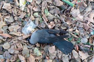 crows death yamunanagar