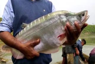 ghopur_MAGH BIHU URUKA CATCHING FISHES VILLAGER