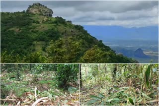 Tamil Nadu to strengthen border surveillance  Tamil Nadu forest department  idukki  ഇടുക്കി  നിരീക്ഷണം ശക്തമാക്കാനൊരുങ്ങി തമിഴ്‌നാട്  തമിഴ്‌നാട് വനം വകുപ്പ്  അതിര്‍ത്തി മേഖല