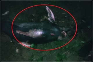 dolphin found dead