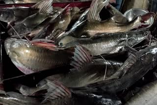 BOKO_FISH MARKET AT GOROIMARI