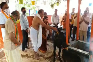 gomatha-special-pooja-at-venkateswara-swamy-temple-vanasthalipuram-in-hyderabad