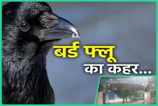 bird flu in dda park of dwarka Sector 9 delhi