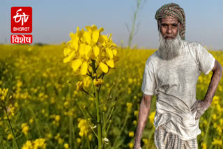 farmers of nuh are taking advantage of pradhanmantri fasal bima yojna