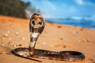 Close Shave for Snake Catcher While Catching King Cobra: Heartbreaking Video