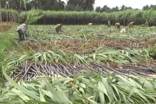 demand-for-chennapatna-black-sugar-cane