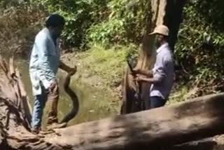 Catching King Cobra  രാജവെമ്പാലയെ പിടിക്കാൻ ശ്രമിച്ചയാൾക്ക്‌ കടിയേറ്റു  കർണാടക വാർത്ത  karnataka news  രാജവെമ്പാലയെ പിടികൂടിയ വാർത്ത