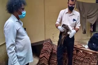 sick-eagle-found-at-udupi