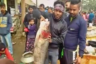 নলবাৰীৰ বজাৰত 35 কেজি ওজনৰ ভকুৱা মাছ