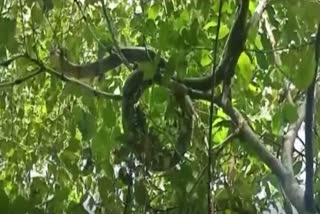 king cobra rescue in sivmogga of karnataka