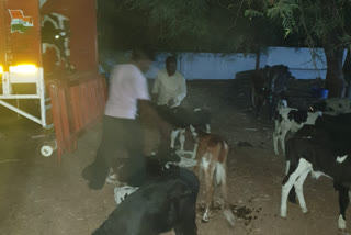 First arrest made under Karnataka Cattle Slaughter Prevention Law