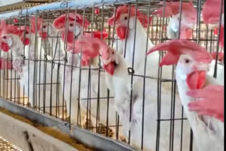 Bird's flu: 2000 chickens dead in Nizamabad