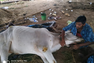 வயலில் மேய்ந்த காளை மாட்டின் காலை வெட்டிய உரிமையாளர்!