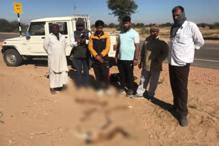 Carcasses of 4 Chinkaras found in Jaisalmer