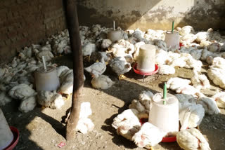 edmc poultry products ban