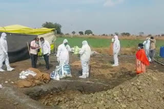 More than 10,000 chickens were destroyed in Latur district due to increased risk of bird flu