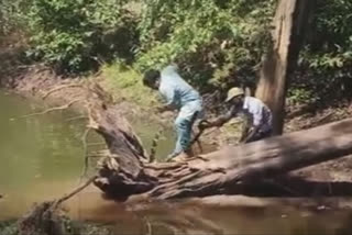 Poisonous snake attacks snake catcher