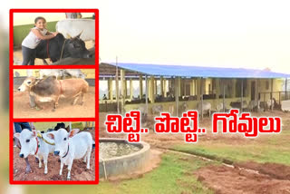 Short cows in east Godavari district are setting world records