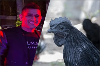 Dhoni's 2,000 black 'Kadaknath' chicks order cancelled amid bird flu