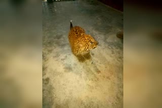 leopard-cub-brings-at-khayerbari-rescue-center