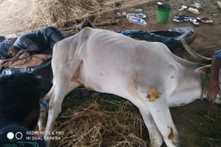 Farmer in Thanjavur attacks bull