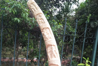 six accused of selling aesthetically crafted elephants fang