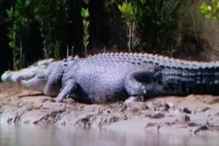 crocodile death in mahanadi river of boudh