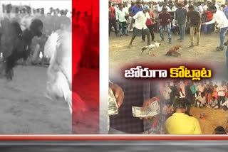 cock-fighting-godavari-districts