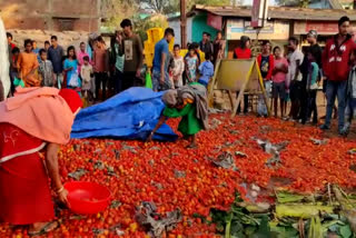 लोग टमाटर लूटते रहे