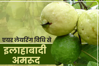 एयर लेयरिंग विधि, Allabadi guava in Jhalawar