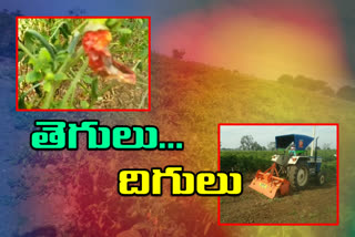 A farmer removes the yielding chilli crop in ananthapuram