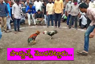 cock fights begins from morning in kothapeta