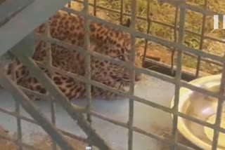 Leopard Rescue