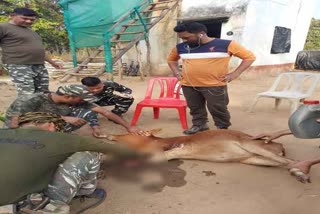 soldiers treated Cow calves