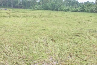 summer rains cause crops extensive damage  തൊടുപുഴയിൽ വേനൽ മഴ  വേനൽ മഴയിൽ വ്യാപക കൃഷി നാശം  Summer rains in Thodupuzha  മുതലക്കോടം പഞ്ഞംകുളം പാടശേഖരം