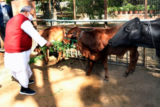 Makar Sankranti,  Governor Kalraj Mishra