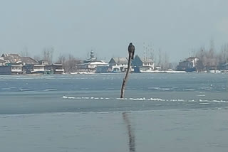 Kashmir Dal lake freezes completely as temperature in Srinagar reaches minus eight degrees