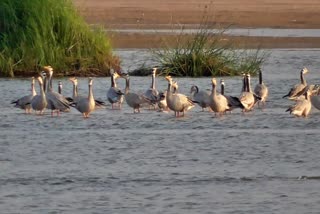 foreign birds in tungabhadra river bank