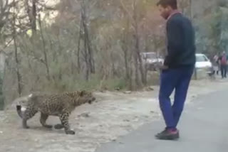 viral-video-of-leopard-playing-with-people-in-tirthan-valley-of-kullu