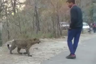 leopard viral video himachal