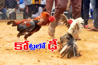 rooster fights