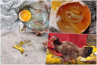 Snake cub found, Snake cub found inside a egg, Snake cub found inside a egg in Kancheepuram, Kancheepuram news, Kancheepuram latest news, ಹಾವಿನ ಮರಿ ಪತ್ತೆ, ಕೋಳಿ ಮೊಟ್ಟೆಯಲ್ಲಿ ಹಾವಿನ ಮರಿ ಪತ್ತೆ, ಕಾಂಚೀಪುರಂನಲ್ಲಿ ಕೋಳಿ ಮೊಟ್ಟೆಯಲ್ಲಿ ಹಾವಿನ ಮರಿ ಪತ್ತೆ, ಕಾಂಚೀಪುರಂ ಸುದ್ದಿ,